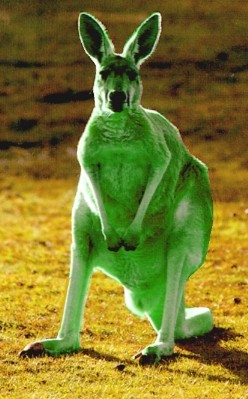 green_kangaroo.jpg