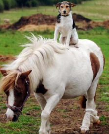 dog_horse2.jpg