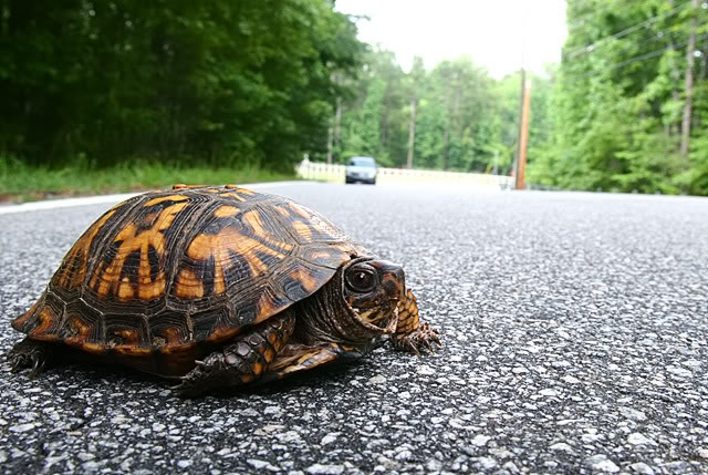 Turtle Crossing Road