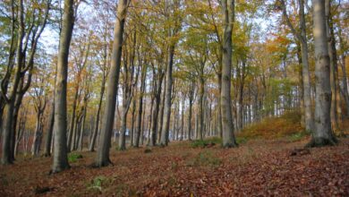 The forests of Ladonia