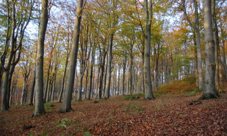 The forests of Ladonia